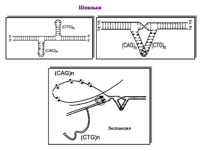 Шпильки           Экспансия